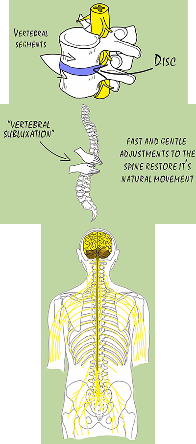 spine image